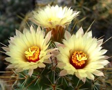 Semi clava coryphantha usato  Napoli