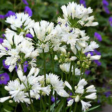 Agapanthus double diamond d'occasion  Pouzauges