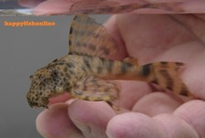 Breeding pair l387 for sale  Raleigh