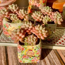 Rare live succulent for sale  Syosset