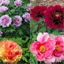 Paeonia suffruiticosa mix for sale  Walterboro