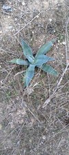 agave attenuata variegata usato  Italia