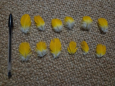 Yellow naturally moulted for sale  HORNCASTLE