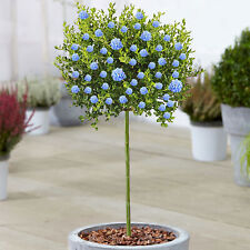 Ceanothus victoria tree for sale Ceanothus victoria tree for sale  UK