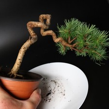 Larch bonsai tree for sale  UK