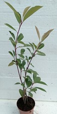 Photinia red robin usato  Vaprio d'Agogna