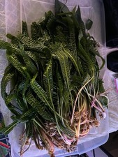 Cryptocoryne aponogetifolia for sale  Gresham