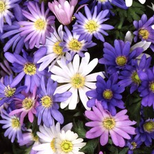 Anemone blanda mixed for sale  UK