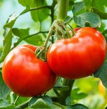Delicious tomato seeds for sale  Berwyn