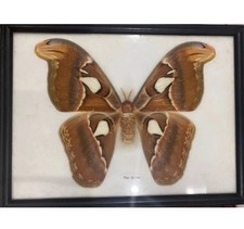Huge taxidermy butterfly for sale  LONDON