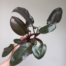 Rare philodendron black for sale  GLASGOW