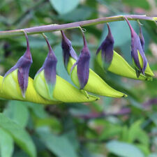 Crotalaria agatiflora seeds for sale  GODALMING