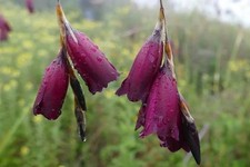 Dierama pulcherrimum dark for sale  MARCH