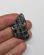Piece dapedium fossil for sale  AXMINSTER
