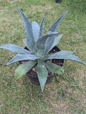 Agave deserti for sale  BRIDLINGTON