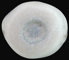 Silur schlotheimophyllum rotel usato  Spedire a Italy