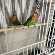 Love birds for sale  Bellmore