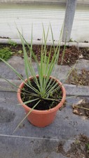 Yucca rostrata sapphire d'occasion  Mont-près-Chambord