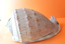 Rare grand coquillages d'occasion  Saint-Jory