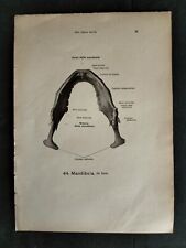Lotto stampe anatomica usato  San Martino Dall Argine