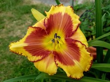 Hemerocallis reason for gebraucht kaufen  Taucha
