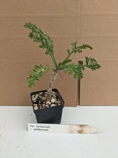 Pelargonium formosum kakteen gebraucht kaufen  Stuttgart
