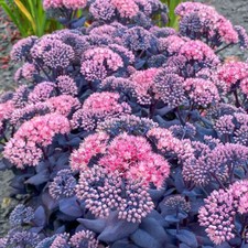 Sedum mojave jewels for sale  Hayden