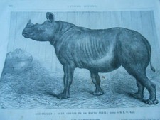 Gravure 1868 rhinocéros d'occasion  La Verpillière