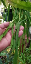 Rhipsalis paradoxa plant for sale  Fort Bragg