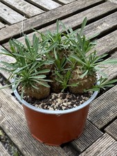 Euphorbia cocklebur d'occasion  Pau