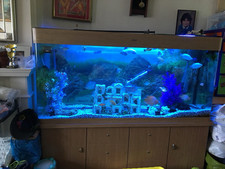 Monstershop aquarium fish for sale  BROADWAY