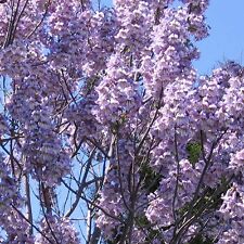 Paulownia elongata pink for sale  SUTTON COLDFIELD
