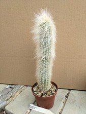 Cremnocereus albispinus kaktee gebraucht kaufen  Stuttgart