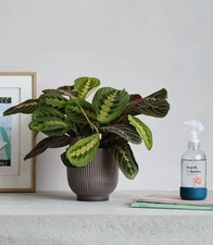 Live maranta prayer for sale  PRENTON