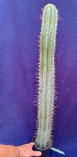 Extra large columnar for sale  PENZANCE
