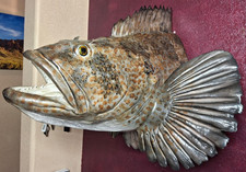 Epic monster alaskan for sale  Payson