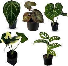 Alocasia monstera anthurium for sale  Homestead