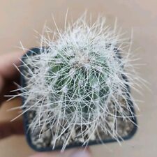 Copiapoa krainziana rcpb usato  Tramonti