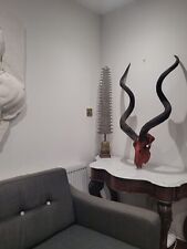 Antique taxidermy horns for sale Antique taxidermy horns for sale  KINGSWINFORD