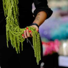 Preserved amaranthus premium d'occasion  Expédié en Belgium