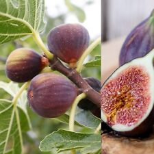 Ficus carica rouge for sale  GLASGOW