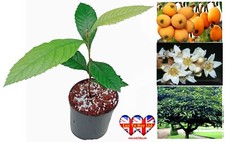 Loquat tree garden for sale  HUDDERSFIELD