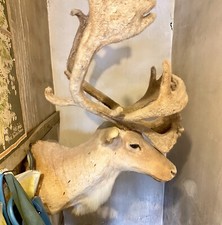 caribou head mount for sale caribou head mount for sale Johnstown