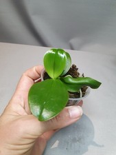 Rare phalaenopsis violacea for sale  LONDON