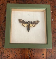Acherontia atropos death for sale  ANDOVER
