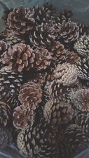 Pine cones crafts for sale  LONDON