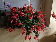 Aeschynanthus bew steckling gebraucht kaufen  Worms