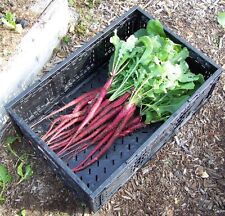 Italian radish candela for sale  SALISBURY