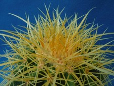 Golden barrel cactus for sale  Tucson