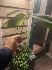 Avocado tree live for sale  Galena